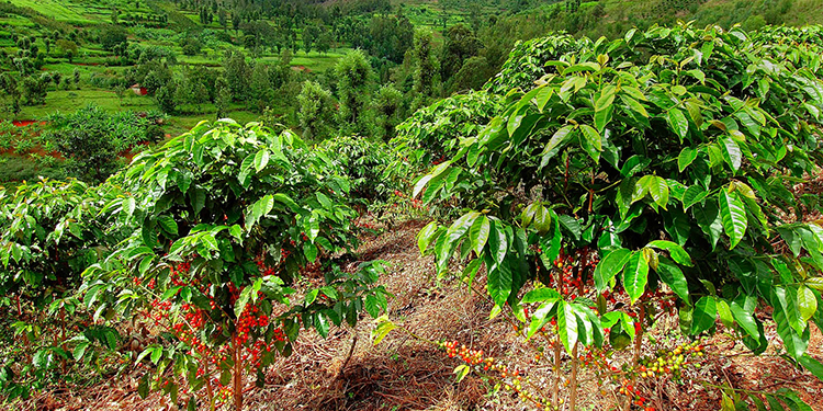 Bạn có biết cà phê được trồng nhiều nhất ở vùng nào?
